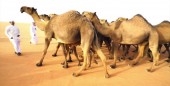 بازار داغ جراحی زیبایی شتر در عربستان  برای بردن مسابقه ۴٠ میلیون دلاری