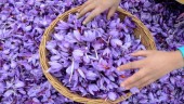 زعفران ایرانی را جدی بگیرید!