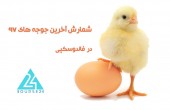 شمارش آخرین جوجه های ٩٧