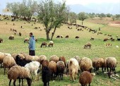 تلف شدن ۱۵ هزار راس دام عشایر بر اثر سیل