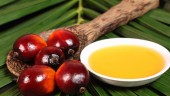 حذف دلار ۴٢٠٠ تومانی روغن ؛ خیلی دور خیلی نزدیک