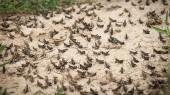 ملخ ها دوباره به ایران می آیند