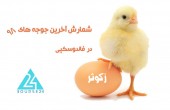 شمارش آخرین جوجه های ٩٨