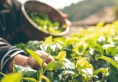 فروش گیاهان دارویی در بورس کالا کلید می‌ خورد  