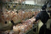 اخذ عوارض ۵ هزار تومانی به ازای صادرات هر کیلو مرغ
