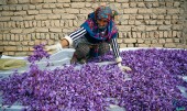 از امروز رقم می خورد؛ انبارهای بورسی آماده پذیرش زعفران تولید سال ۹۹