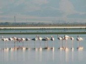 حرکتی در راستای ایفای مسئولیت‌ های زیست محیطی در شرکت معدنی املاح ایران