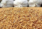 زنگ خطر کاهش نهاده های دامی به صدا درآمد