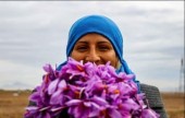کشاورزان به پشتوانه گواهی سپرده بورس کالا وام می گیرند؛ لبخند زعفرانی کشاورزان در فصل برداشت/  وام ۵۰۰ میلیون ریالی بدون ضامن